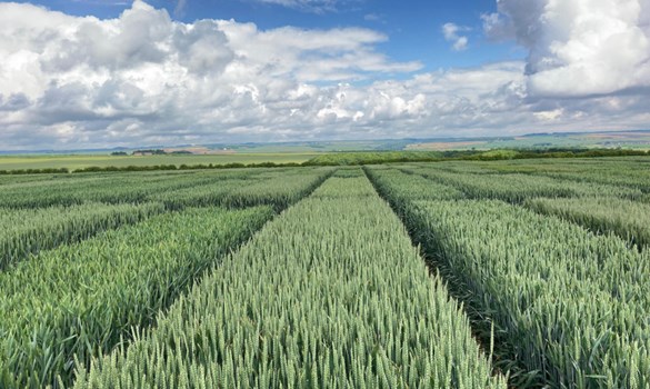 Green winter wheat field.